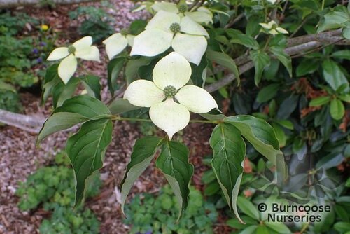 CORNUS kousa 'National' 