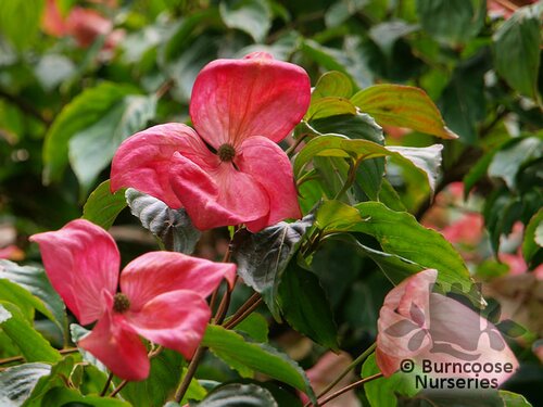 CORNUS kousa 'Satomi' 