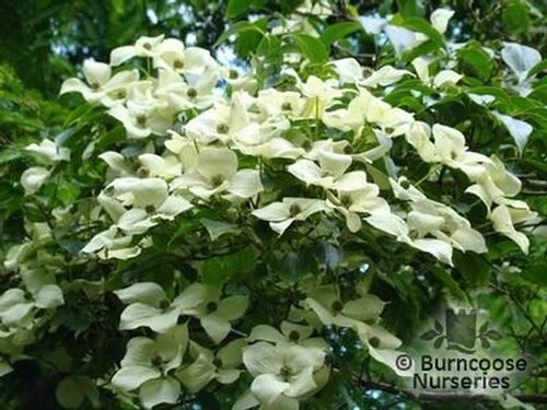CORNUS kousa var chinensis 