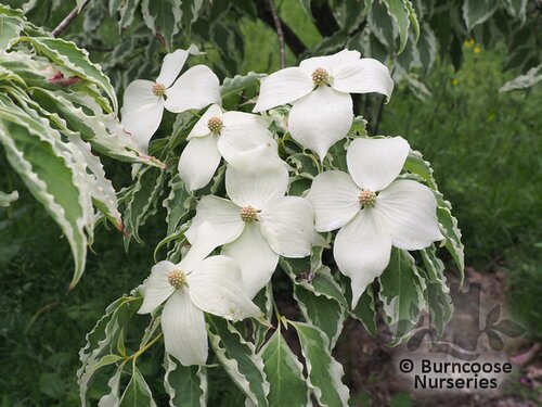 CORNUS kousa 'Samaritan' 
