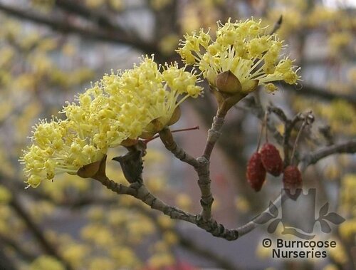 CORNUS officinalis  
