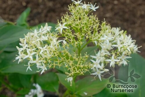 CORNUS pumila  