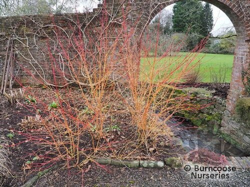 CORNUS sanguinea 'Midwinter Fire' 