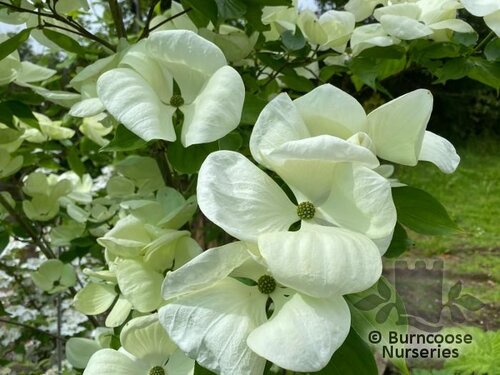 CORNUS 'Venus'  