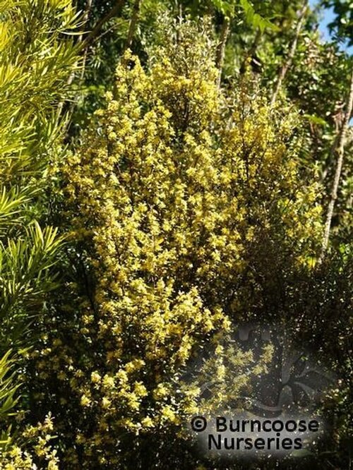 Corokia from Burncoose Nurseries
