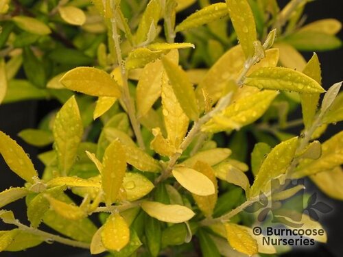 COROKIA x virgata 'Banana Royal' 