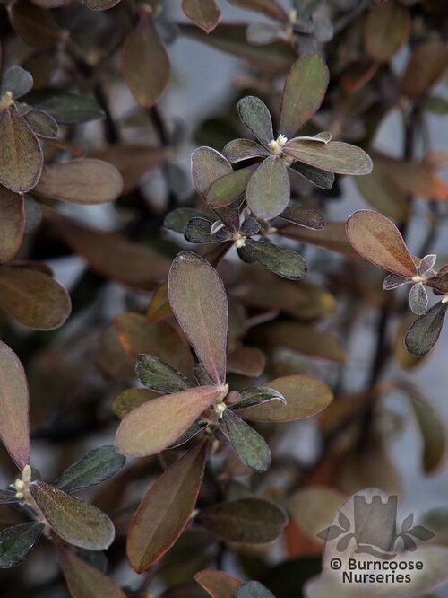 COROKIA x virgata 'Frosted Chocolate' 