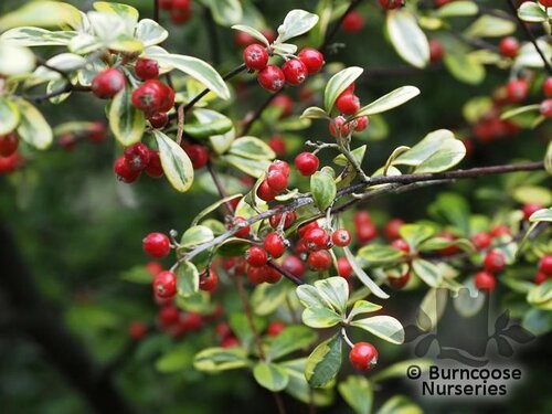 COROKIA   