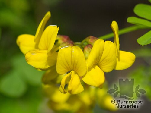 CORONILLA emerus  