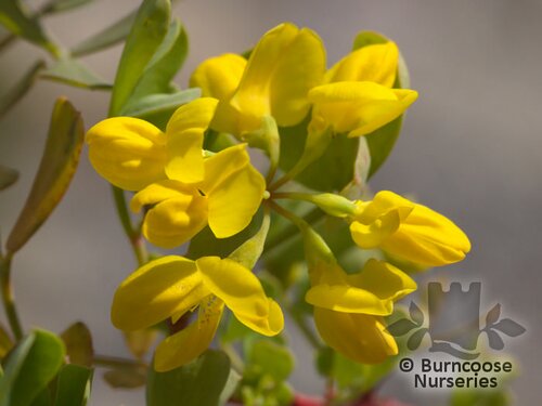 CORONILLA valentina subsp glauca  