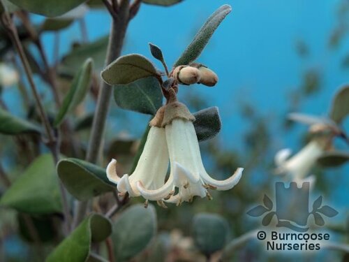 CORREA backhouseana  