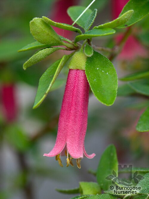 CORREA 'Dusky Bells'  