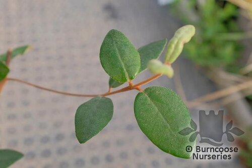 CORREA lawrenceana  