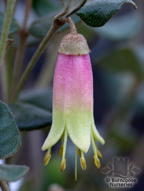 CORREA 'Marian's Marvel'  