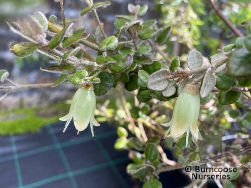 CORREA reflexa var. nummularifolia 