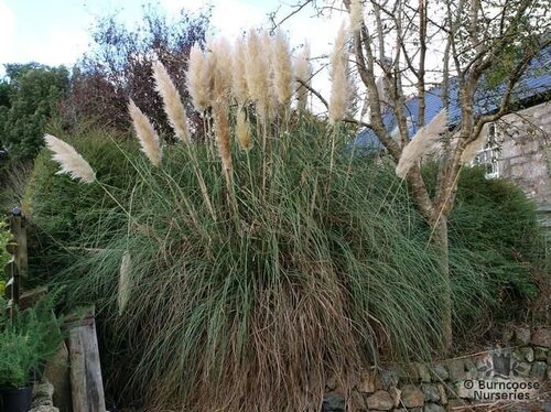 CORTADERIA selloana  