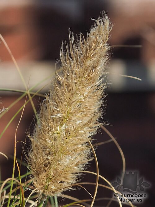 CORTADERIA selloana 'Pumila' 