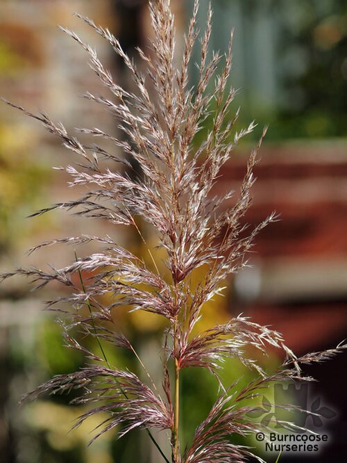 CORTADERIA   