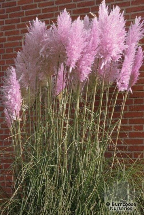 CORTADERIA selloana 'Rosea' 