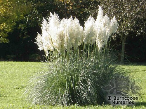 CORTADERIA selloana 'Sunningdale Silver' 
