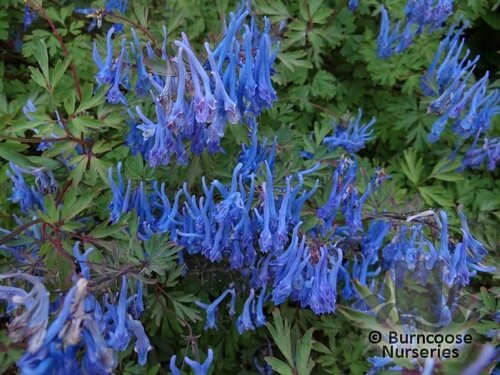 CORYDALIS flexuosa 'China Blue' 