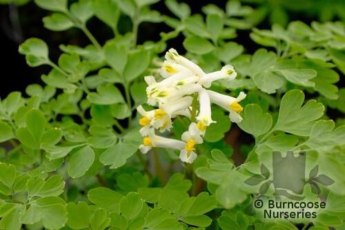 CORYDALIS ochroleuca  