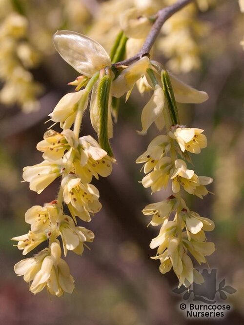 CORYLOPSIS glabrescens  