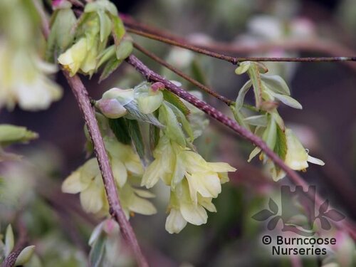 CORYLOPSIS pauciflora  