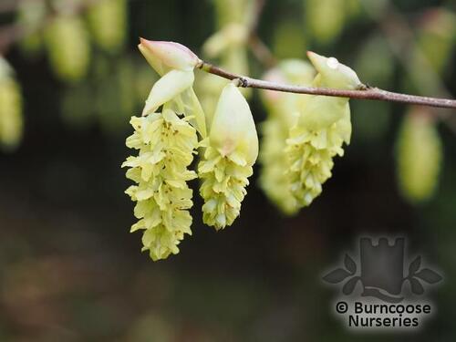 CORYLOPSIS sinensis  