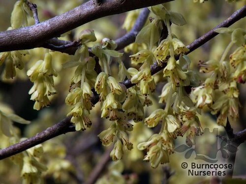 CORYLOPSIS spicata  