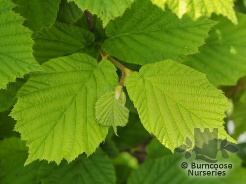 CORYLUS avellana  