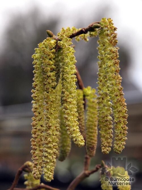 CORYLUS avellana 'Contorta' 