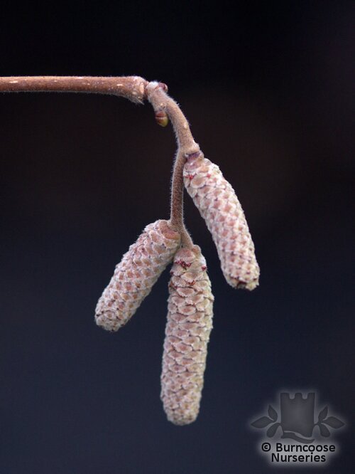 CORYLUS avellana 'Kentish Cob' 