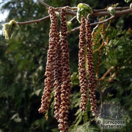 CORYLUS colurna  