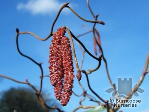 CORYLUS   