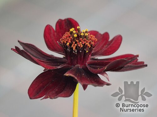 COSMOS atrosanguineus 'Black Bidens' 