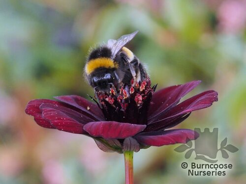 COSMOS atrosanguineus 'Chocamocha' 