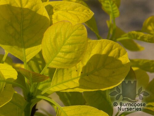 COTINUS coggygria 'Golden Spirit' 