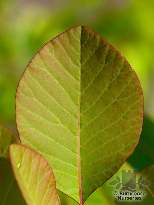 COTINUS coggygria 'Flame' 