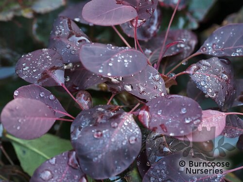 COTINUS coggygria 'Lilla' 