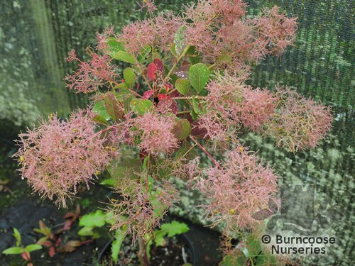 COTINUS coggygria 'Young Lady' 