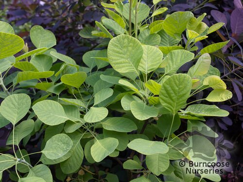 COTINUS   