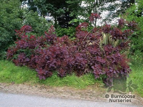 COTINUS 'Grace'  
