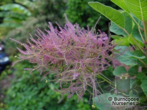 COTINUS coggygria 'Smokey Joe' 
