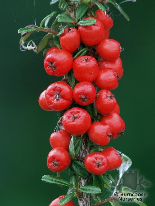 COTONEASTER conspicuus  