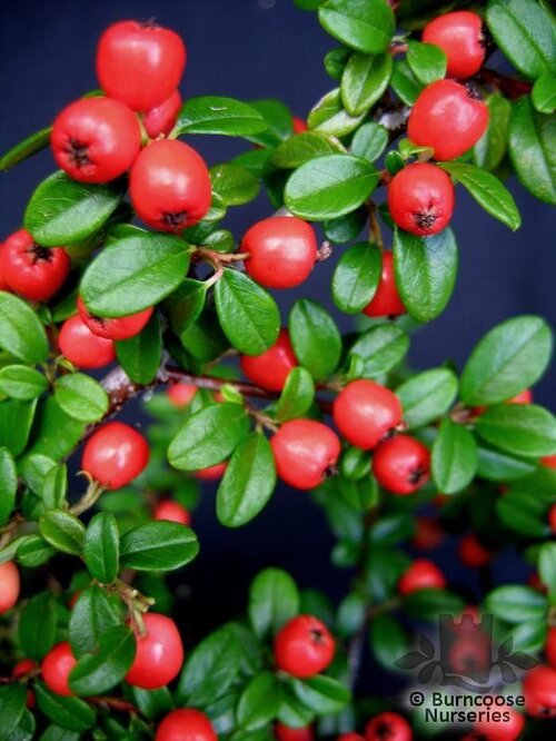COTONEASTER 'Coral Beauty'  