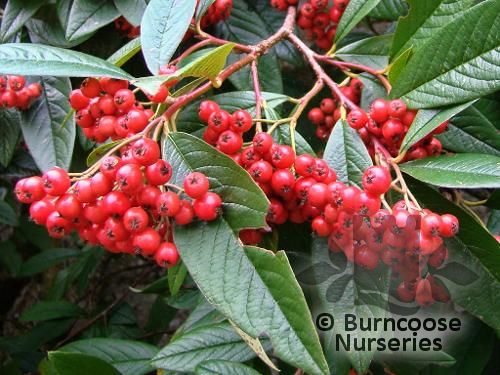 COTONEASTER 'Cornubia'  