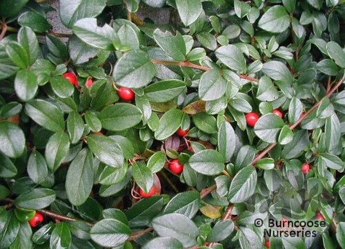 COTONEASTER dammeri  