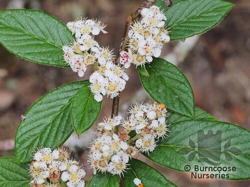 COTONEASTER franchetii  