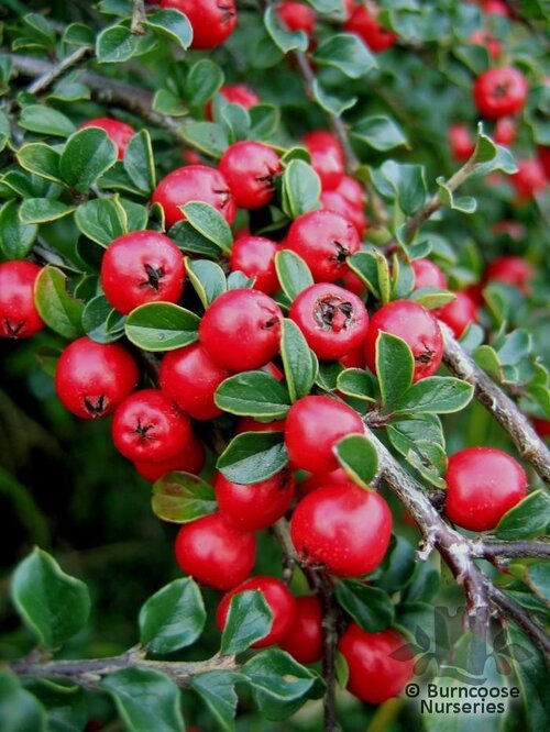 COTONEASTER horizontalis  